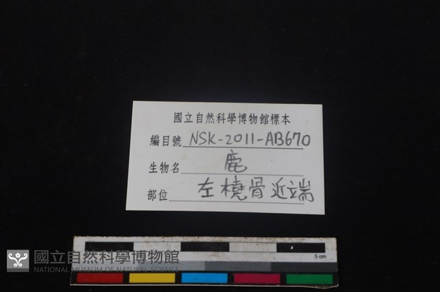 梅花鹿骨藏品圖，第3張