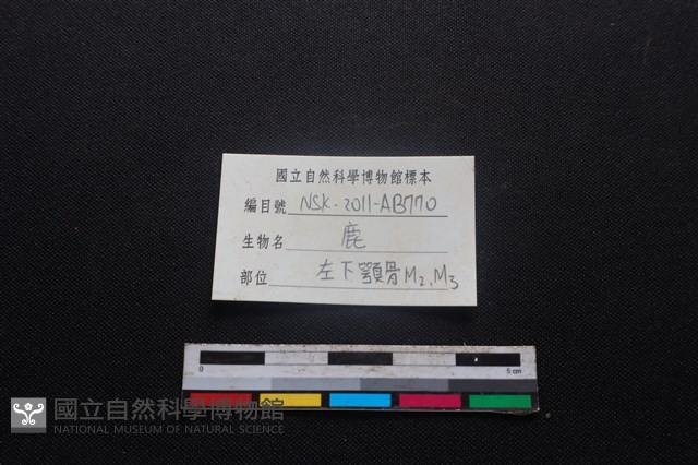 梅花鹿骨藏品圖，第3張