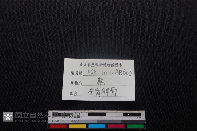 梅花鹿骨藏品圖，第3張