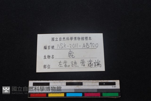梅花鹿骨藏品圖，第3張