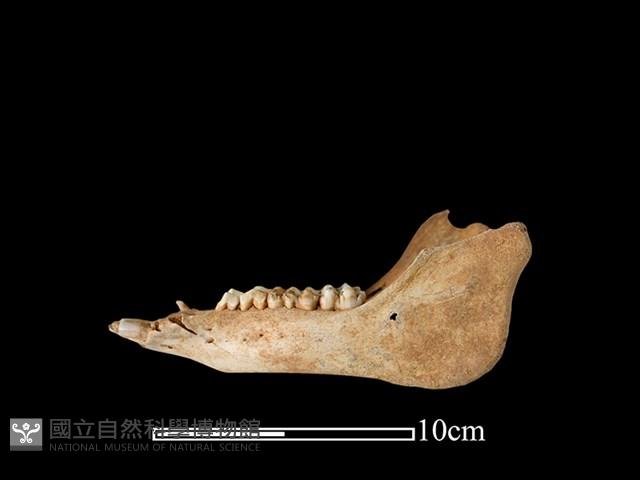 豬骨藏品圖，第4張