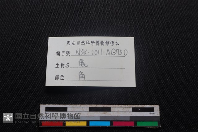 梅花鹿骨藏品圖，第3張