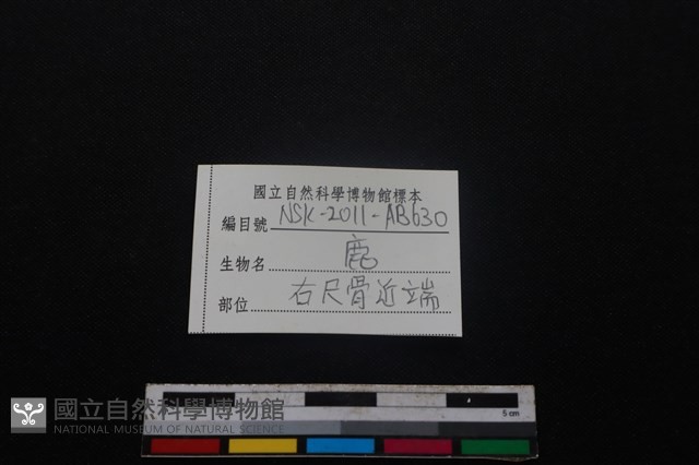 梅花鹿骨藏品圖，第3張