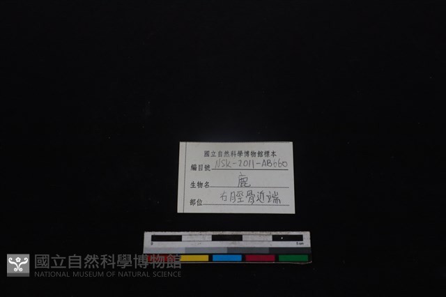 梅花鹿骨藏品圖，第3張