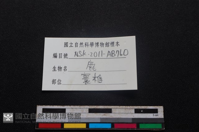 梅花鹿骨藏品圖，第3張