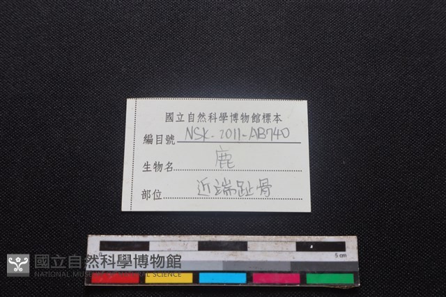 梅花鹿骨藏品圖，第3張