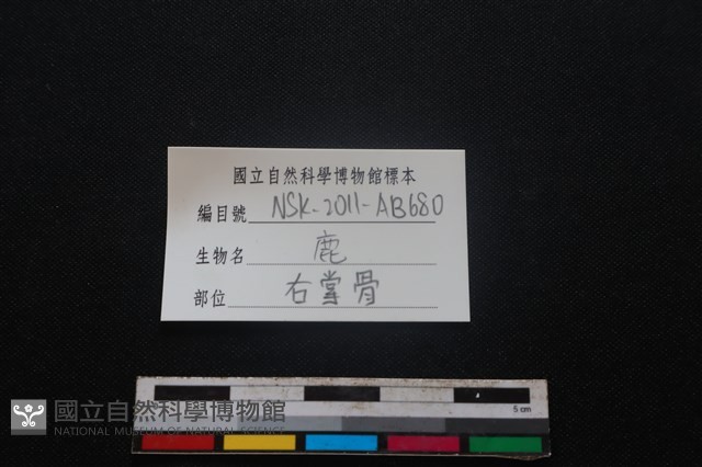 梅花鹿骨藏品圖，第3張