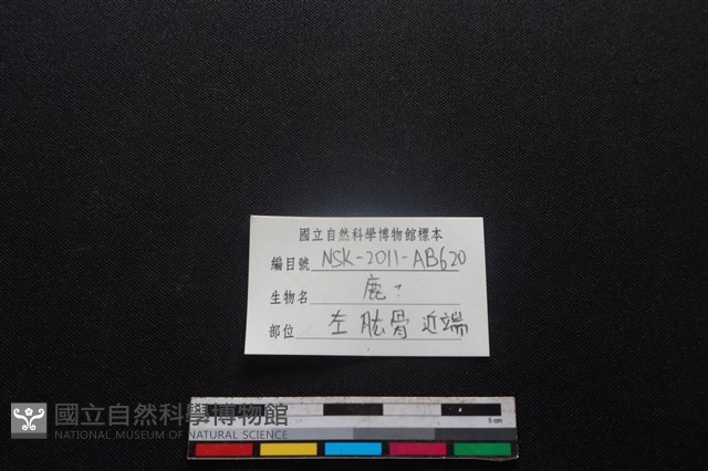 梅花鹿骨藏品圖，第3張