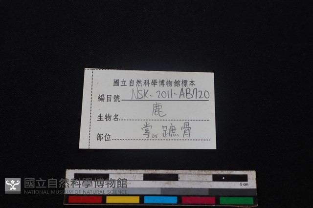 梅花鹿骨藏品圖，第3張