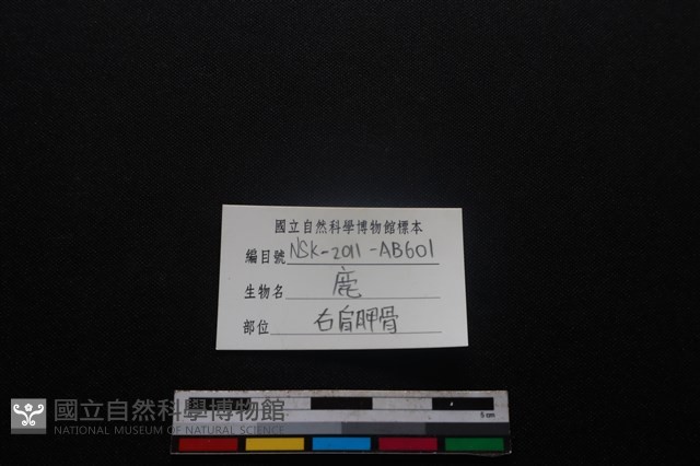 梅花鹿骨藏品圖，第3張