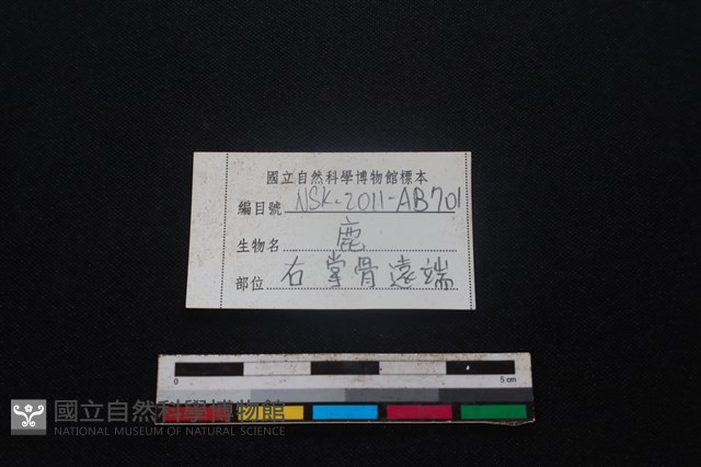 梅花鹿骨藏品圖，第3張