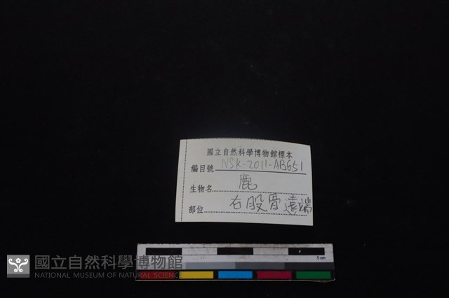 梅花鹿骨藏品圖，第3張