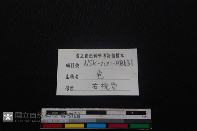 梅花鹿骨藏品圖，第3張