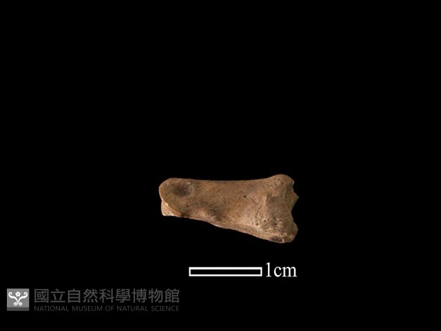 山羌骨藏品圖，第3張