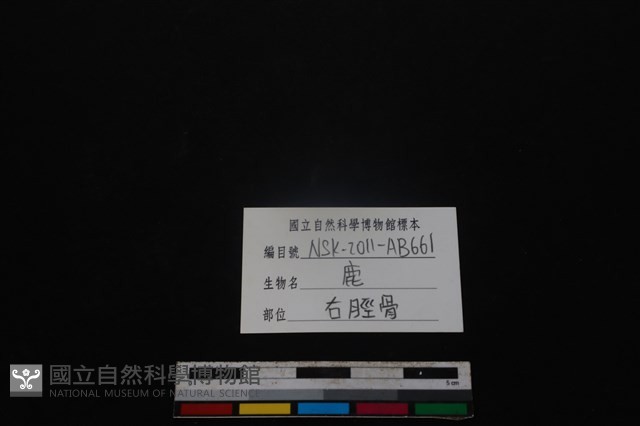 梅花鹿骨藏品圖，第3張