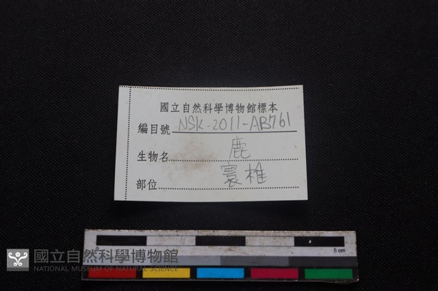 梅花鹿骨藏品圖，第3張