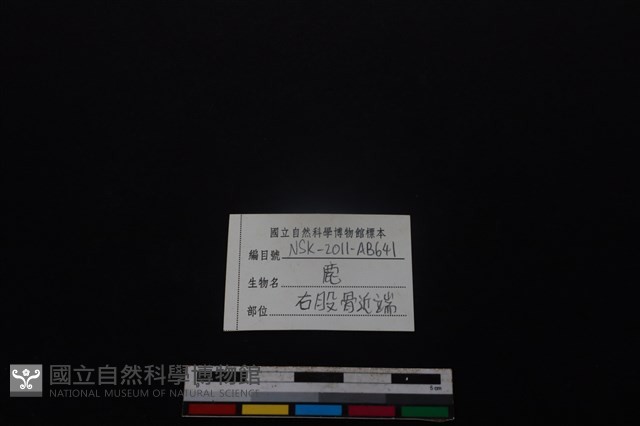 梅花鹿骨藏品圖，第3張