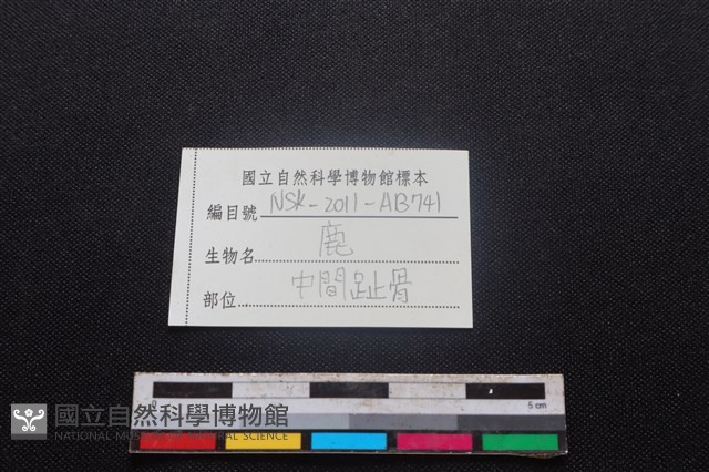 梅花鹿骨藏品圖，第3張