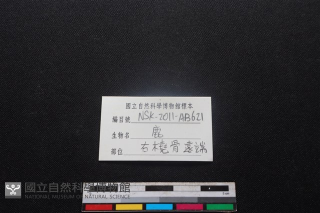 梅花鹿骨藏品圖，第3張