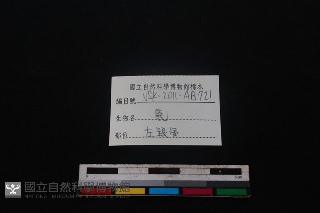 梅花鹿骨藏品圖，第3張