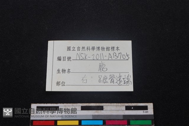 梅花鹿骨藏品圖，第3張