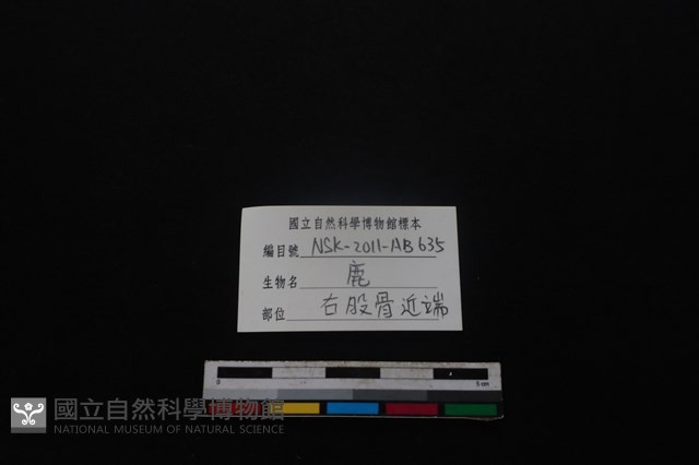 梅花鹿骨藏品圖，第3張