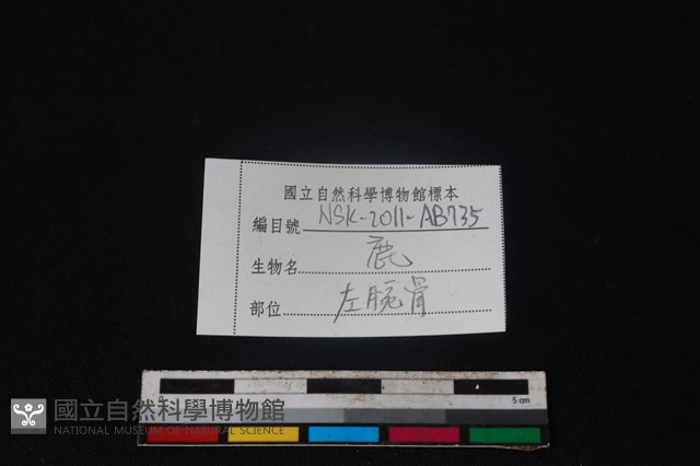 梅花鹿骨藏品圖，第3張