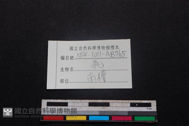 梅花鹿骨藏品圖，第3張