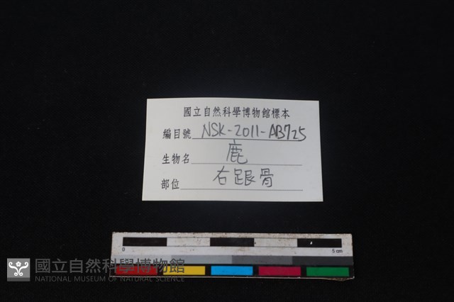 梅花鹿骨藏品圖，第3張