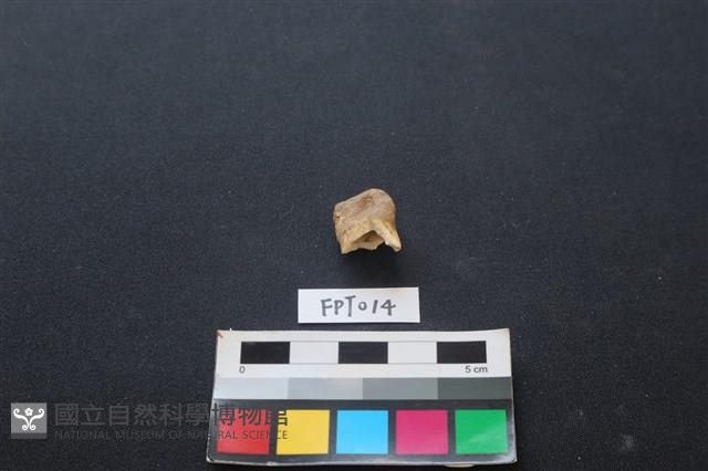 鹿骨藏品圖，第3張