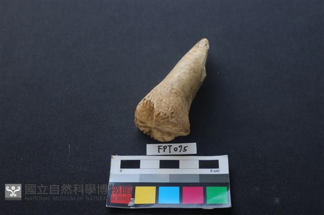 豬骨藏品圖，第3張
