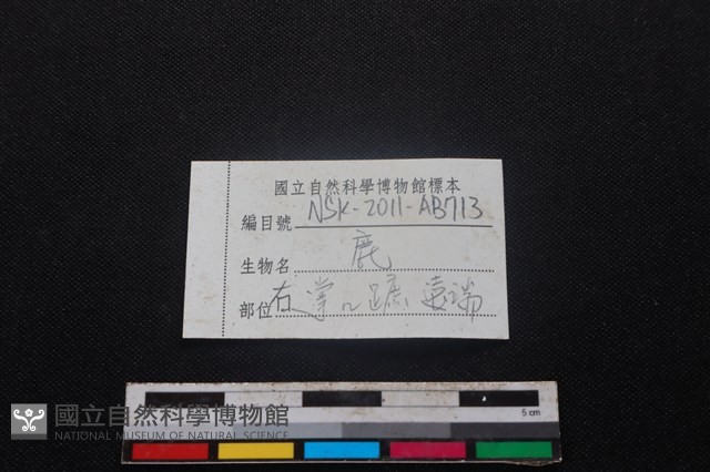 梅花鹿骨藏品圖，第3張