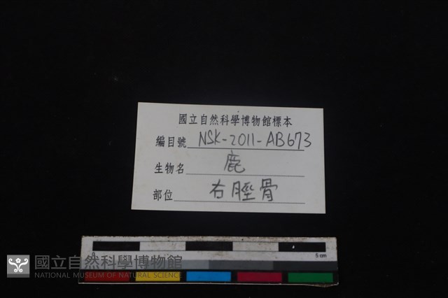 梅花鹿骨藏品圖，第3張