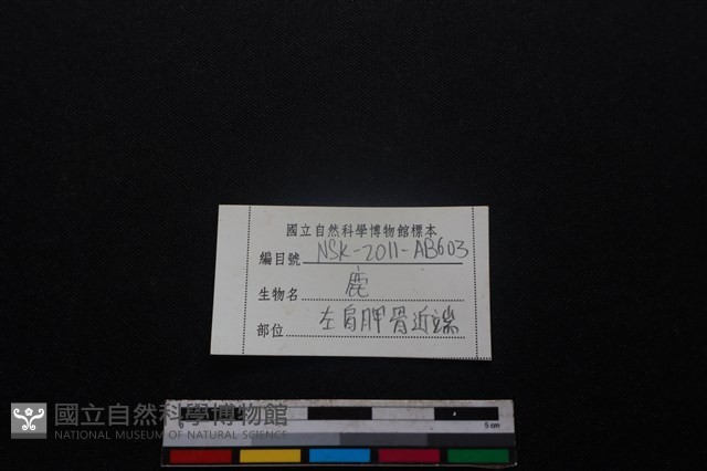 梅花鹿骨藏品圖，第3張