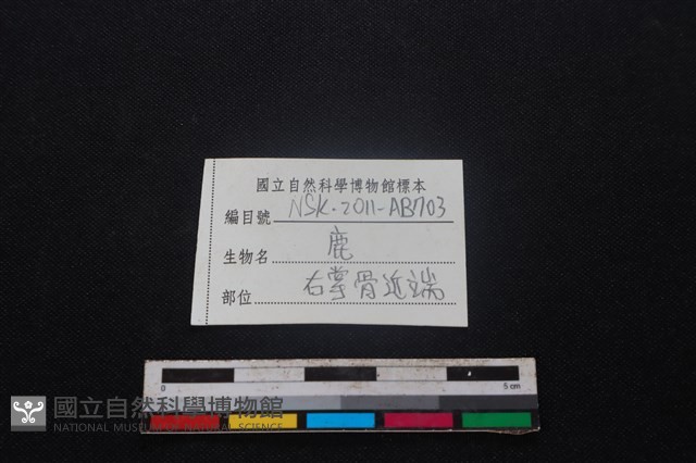 梅花鹿骨藏品圖，第3張