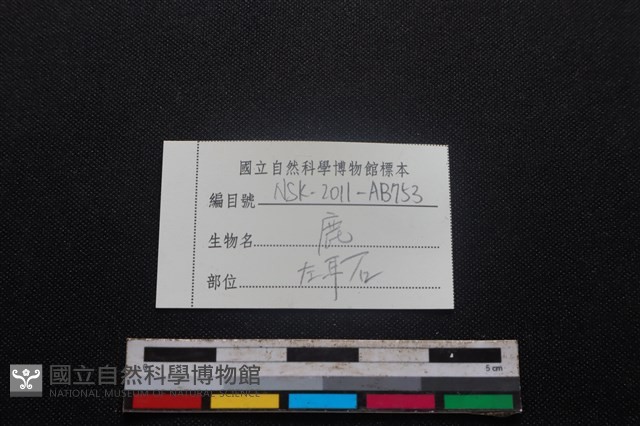 梅花鹿骨藏品圖，第3張