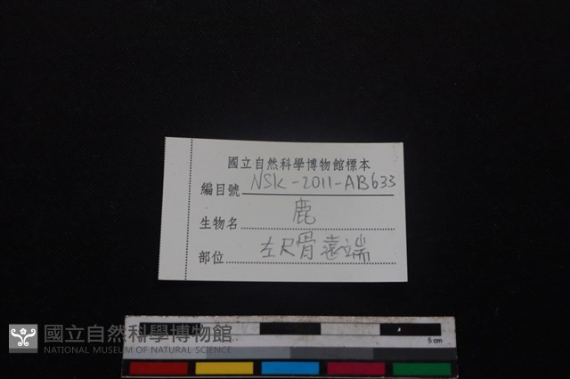 梅花鹿骨藏品圖，第3張