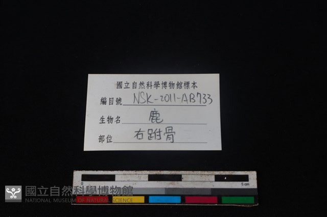 梅花鹿骨藏品圖，第3張