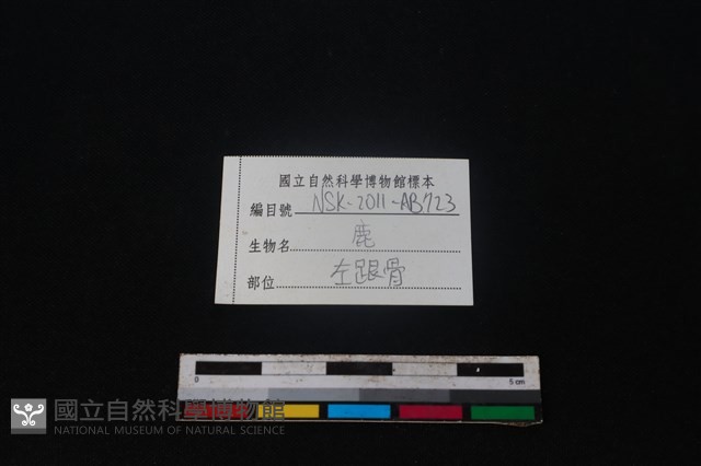 梅花鹿骨藏品圖，第3張