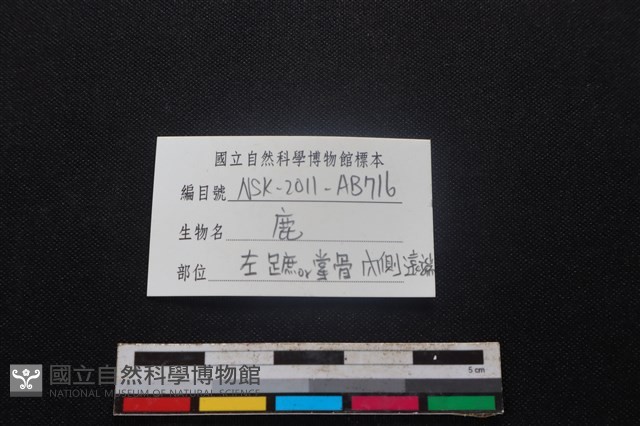 梅花鹿骨藏品圖，第3張