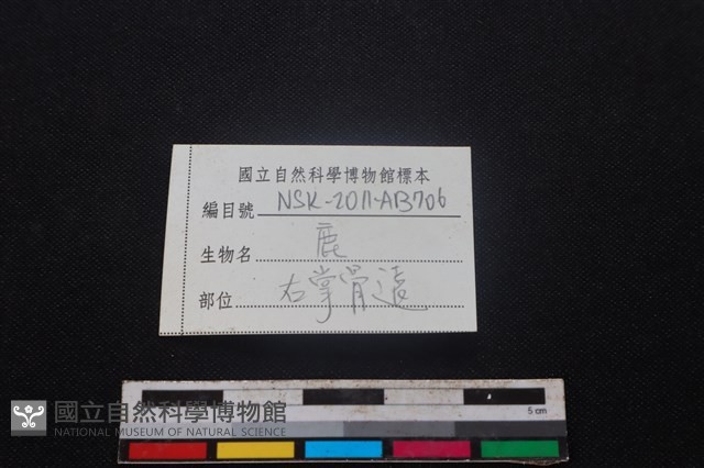 梅花鹿骨藏品圖，第3張