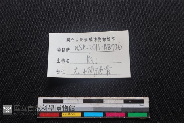 梅花鹿骨藏品圖，第3張