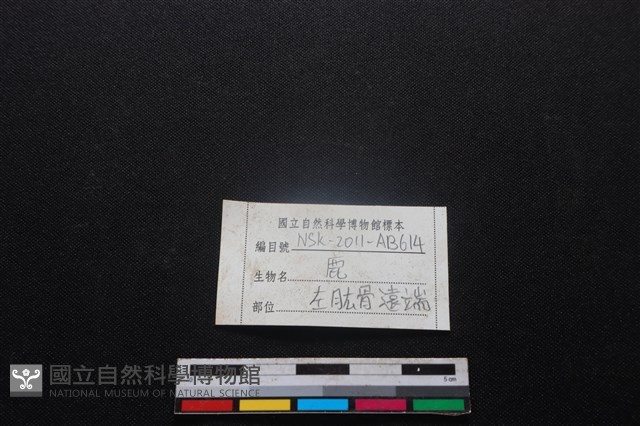 梅花鹿骨藏品圖，第3張