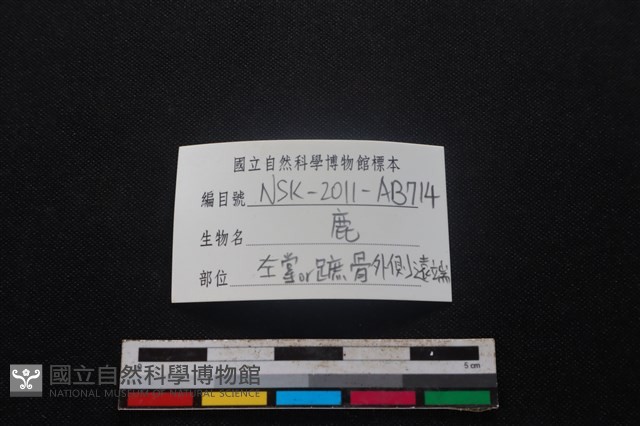 梅花鹿骨藏品圖，第3張