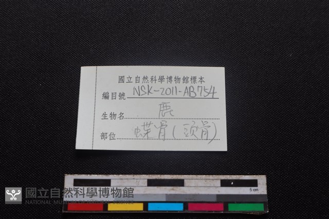 梅花鹿骨藏品圖，第3張