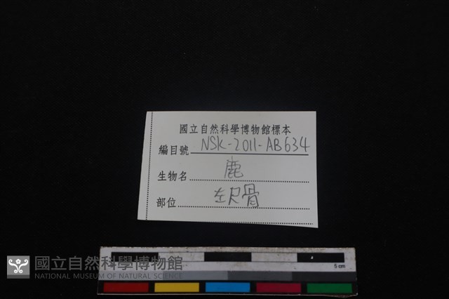 梅花鹿骨藏品圖，第3張