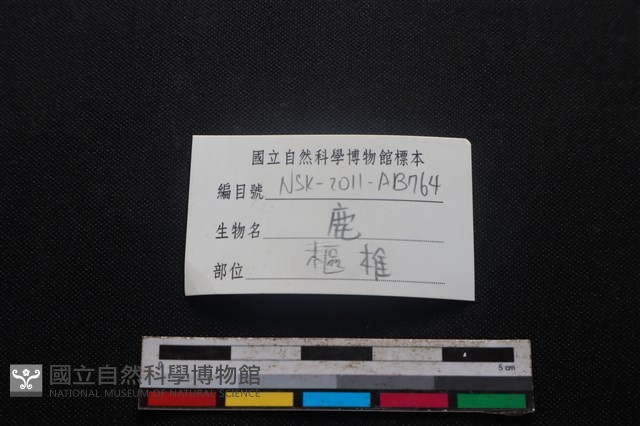 梅花鹿骨藏品圖，第3張