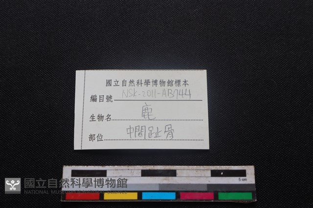 梅花鹿骨藏品圖，第3張