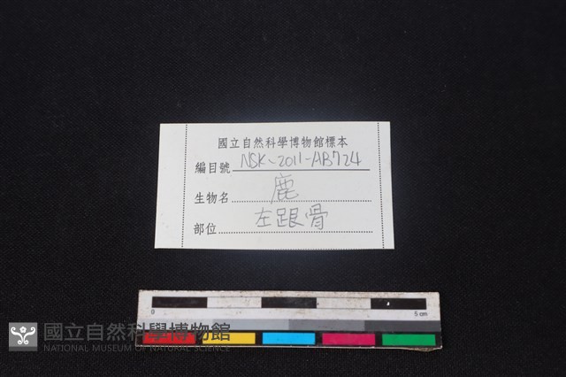 梅花鹿骨藏品圖，第3張