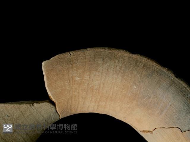 陶罐藏品圖，第4張